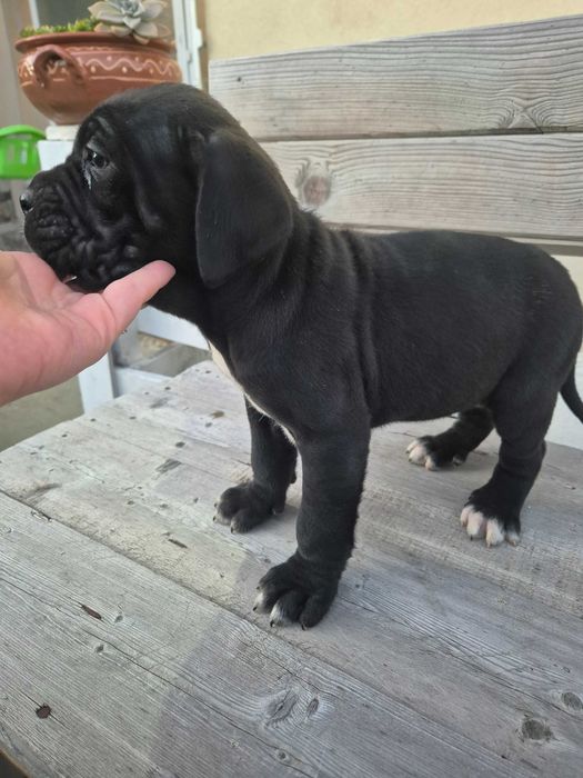 Кане Корсо женски