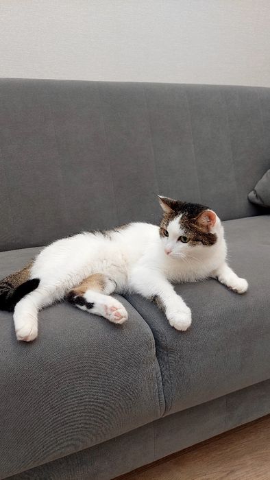 Отдам кота в очень добрые руки