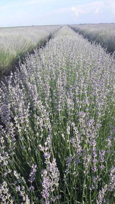 Butasi de Lavanda sevastopolis,campania 2025-2026