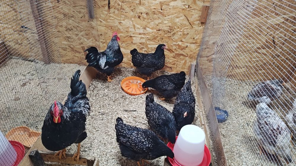 Барневельдер серебристый тухумлари