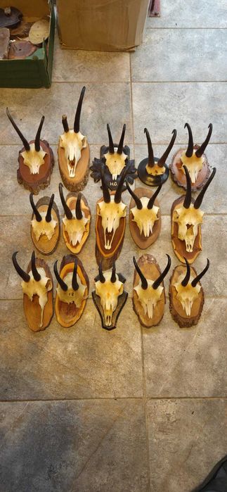 Vand trofee+coarne de lopatar,carpatin,caprior,capra neagra.8 poze