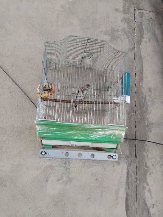 Продам Седоголового щегла.