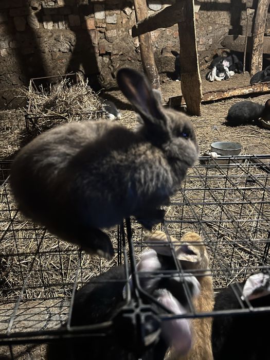Крольчата француский баран 1месяц