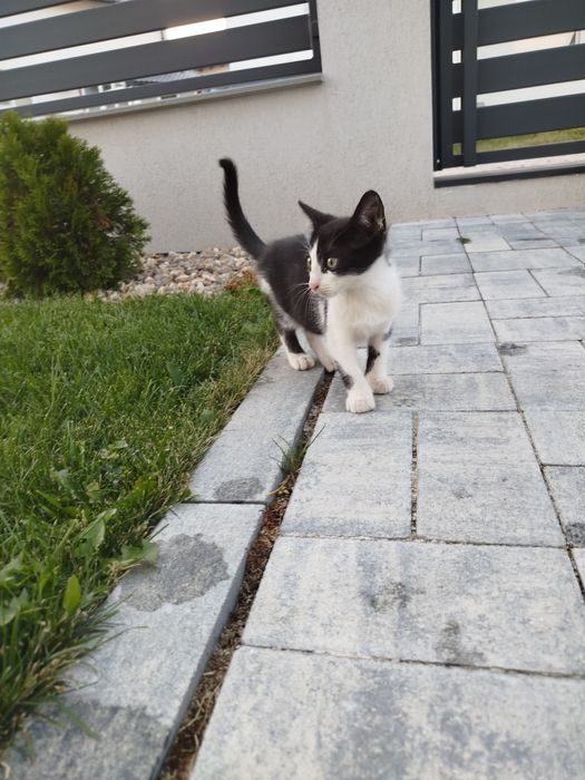 Donez pui / motan iubitor și cuminte