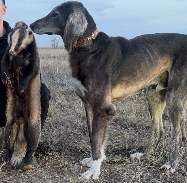 Тазы рабочий кобель 4 года