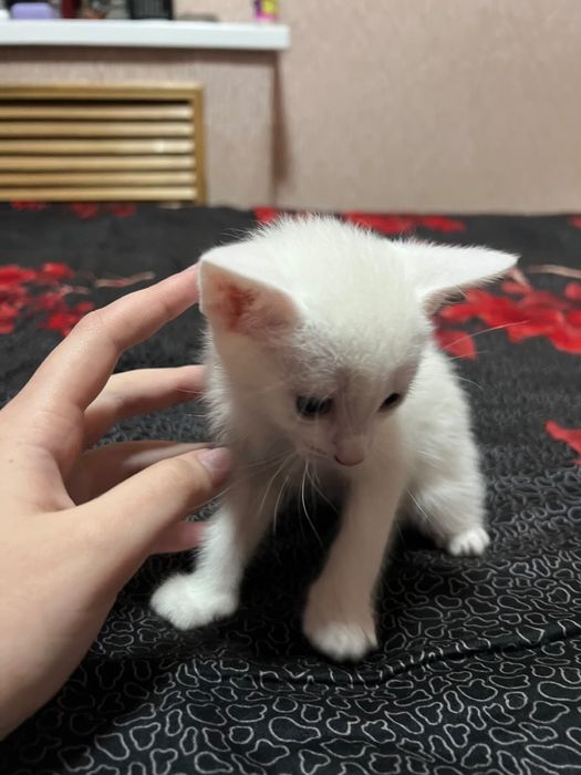 Породистые котята