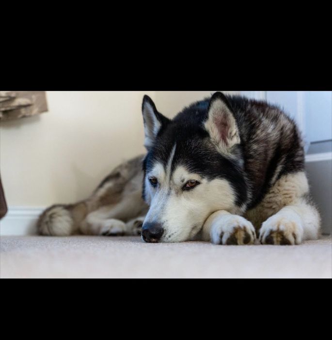 Ит сатылады  Хаски  1,5 года