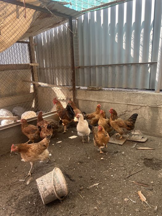 Продам курей и петуха