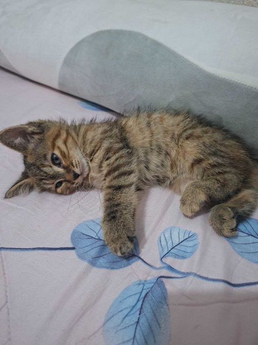 Mushuk xadyaga beriladi.