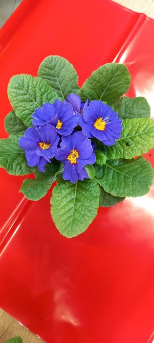 Иглика -многогодишна