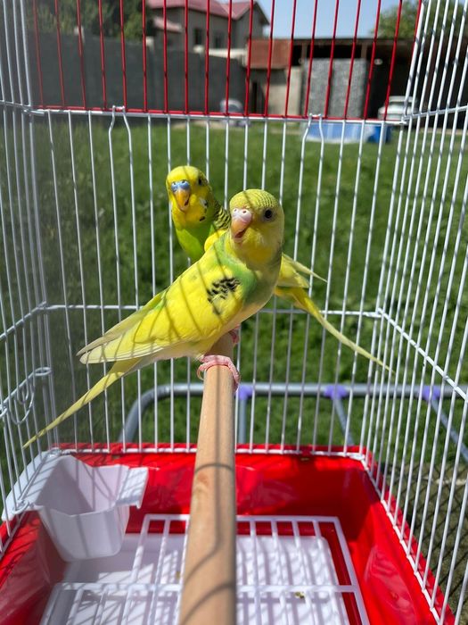 Попугай валнистые