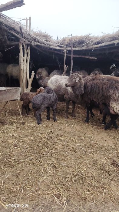 Ona bola va bog'oz qo'ylar sotildi