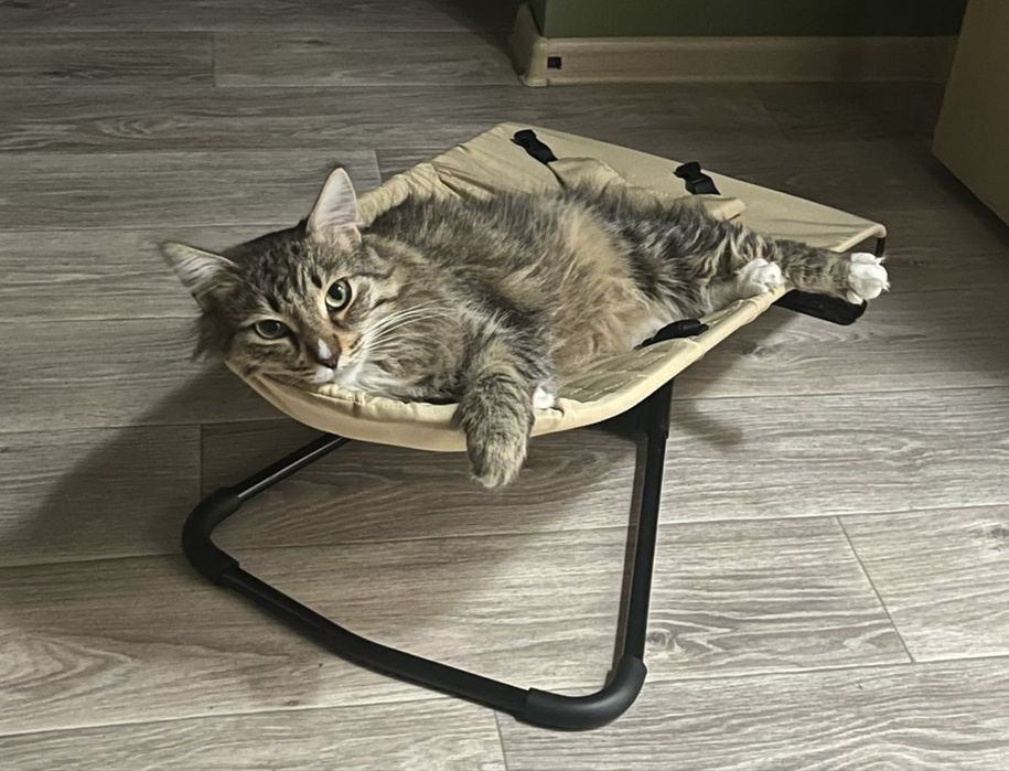 Ищу добрые руки для кота