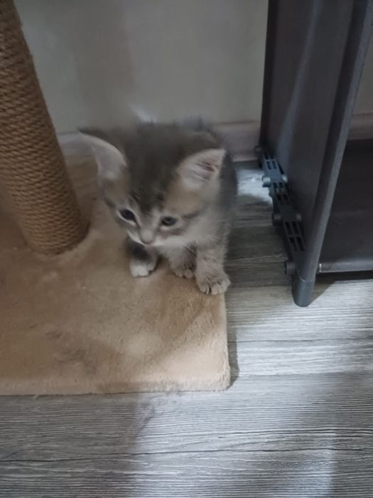 Продается котенок, 1,5 мес