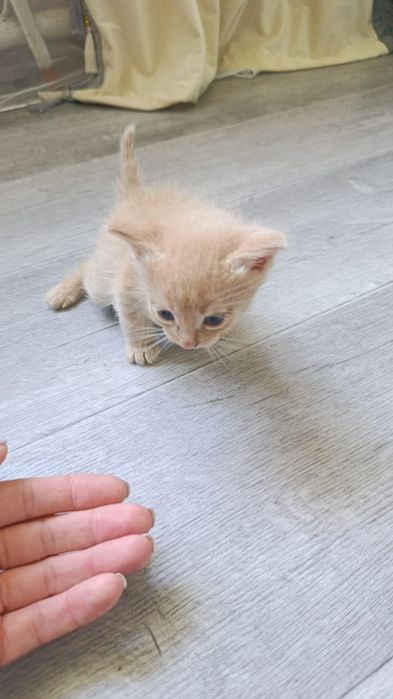 Отдам бесплатно котят
