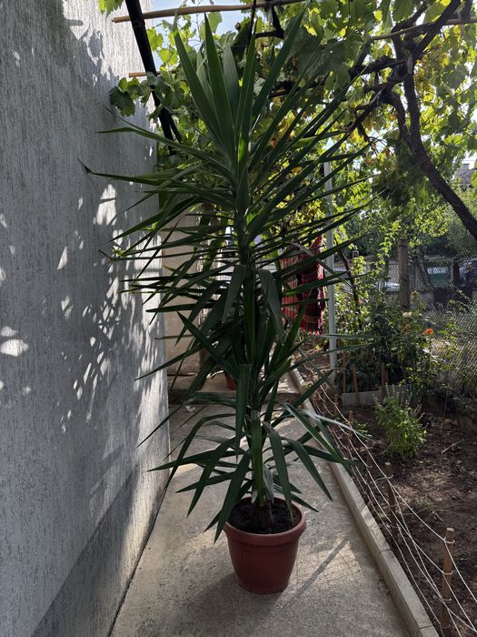 Палми Юка в саксия