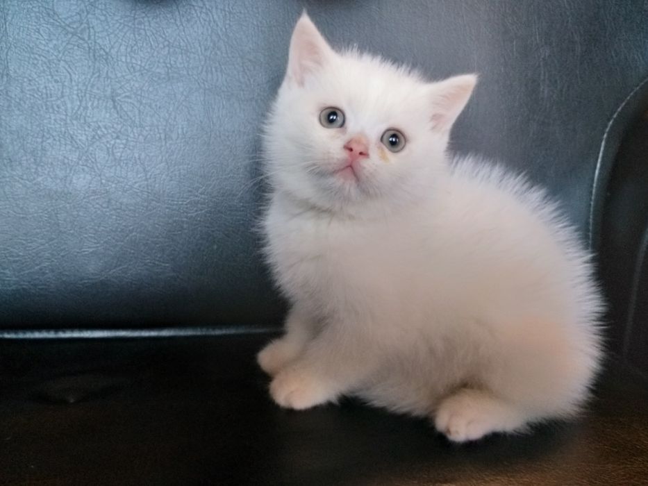 Vand fetita British shorthair!