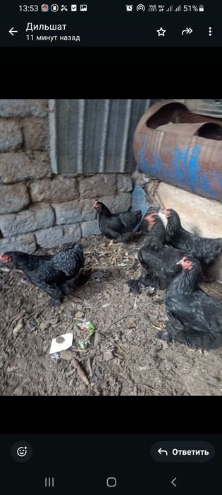 Куры  Брамы Кохикин