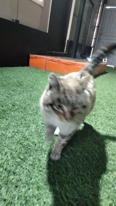 Отдам кота в добрые руки