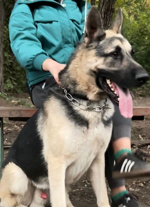 Вео на вязку кобель