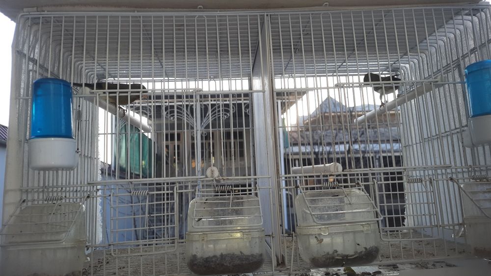 Птица гибрид есть в продаже