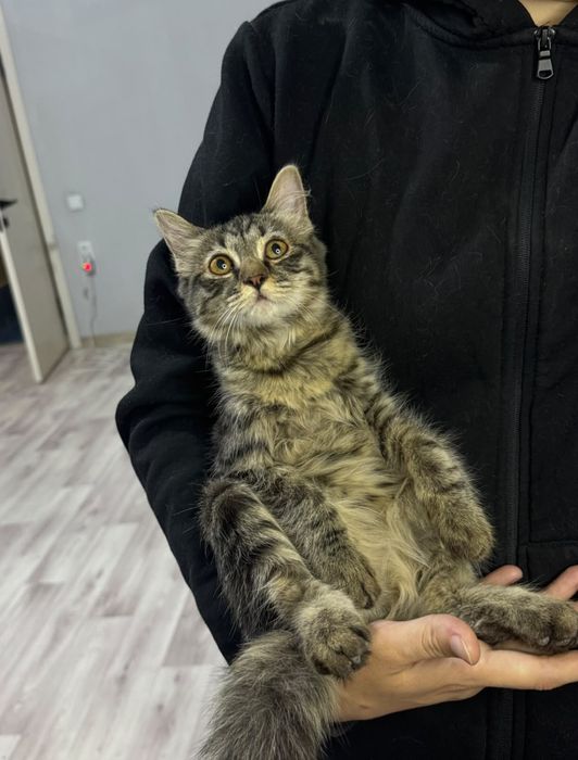 Котенок мальчик смесь мейкуна