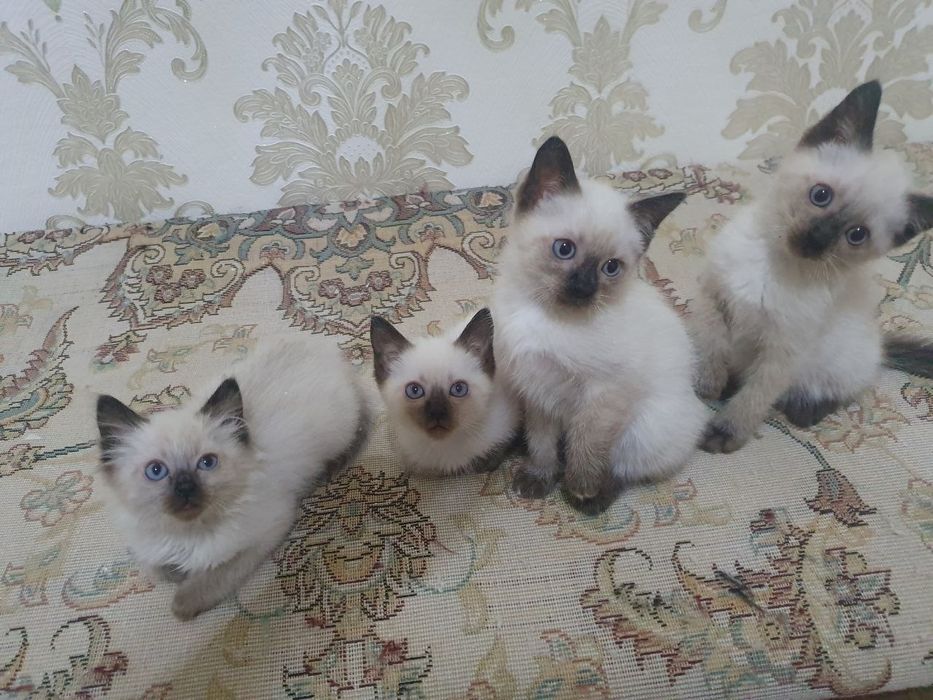 Сиамские котятки