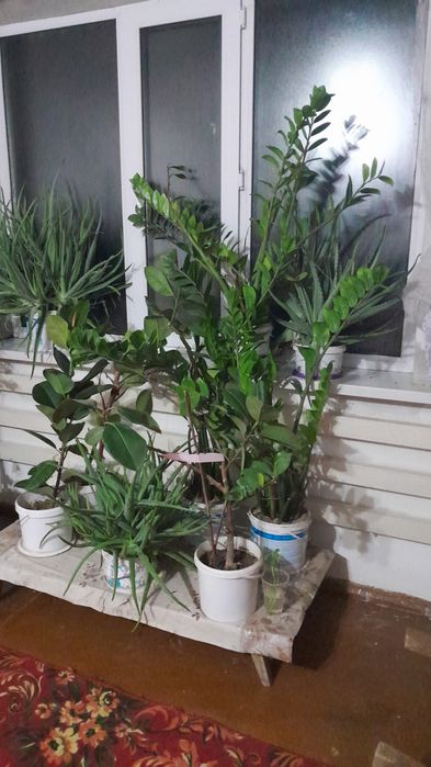 Гүл цветы комнатные живой