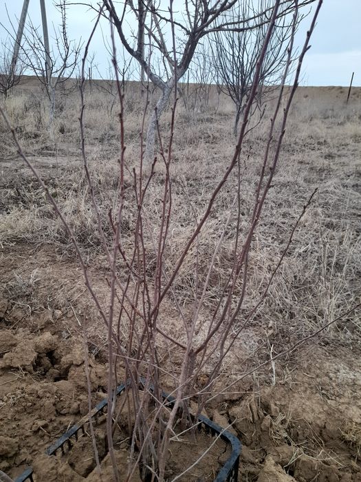 Саженцы вишни ...