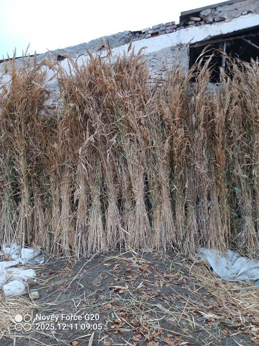 Камиш арзон нархда 10.000 сум