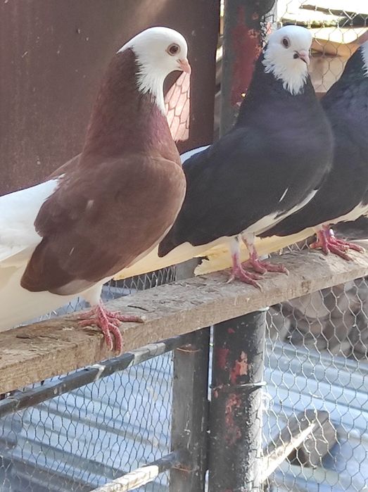 Белоглави и огледални гълъби продава