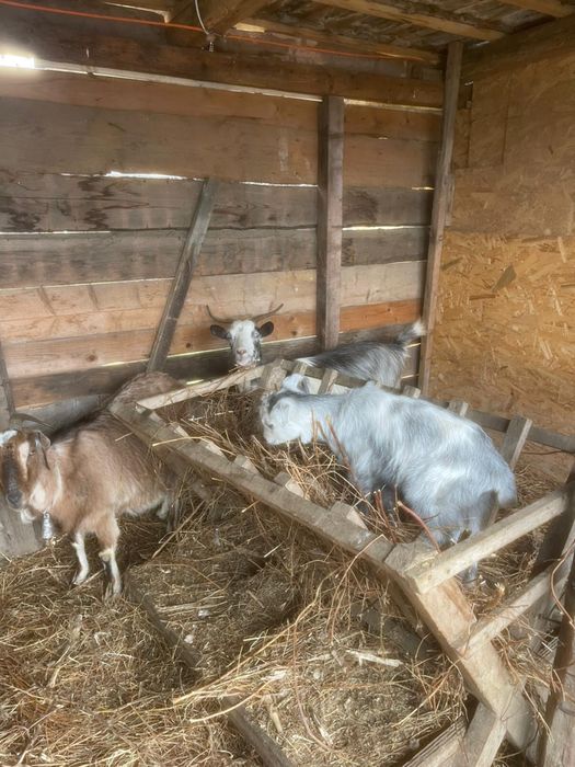 Vand 7 capre de lapte, 2 sunt cu iezii