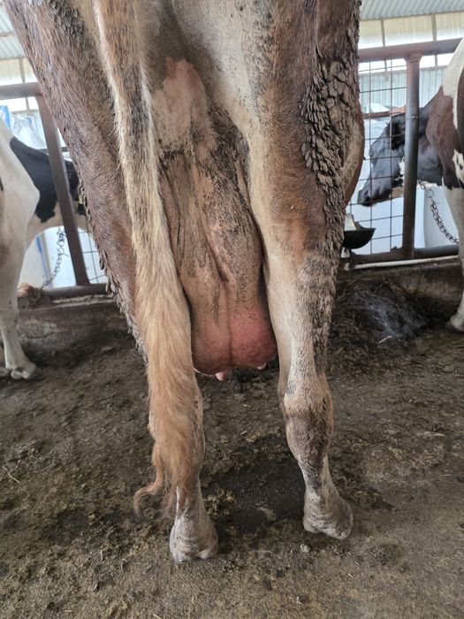 Vand vaca de lapte !