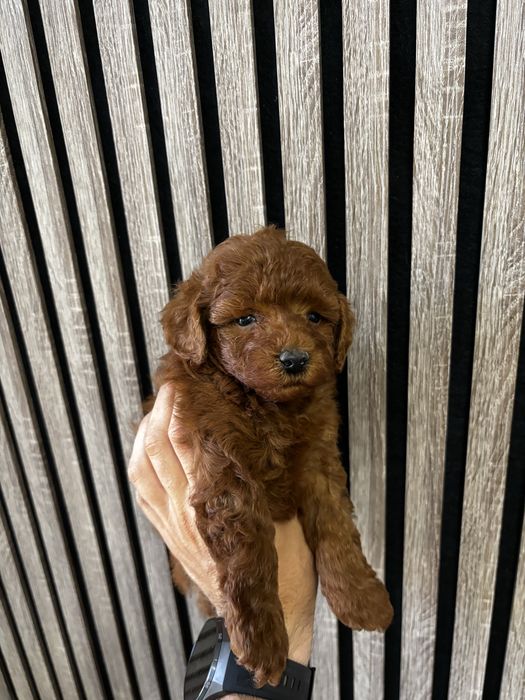 Мини пудел момче / Mini Poodle Boy