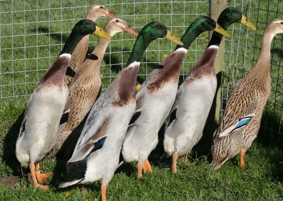 Boboci si oua de rata alergatoare indiana