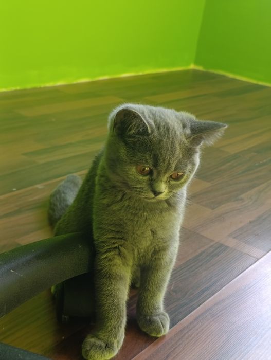 Британски котета