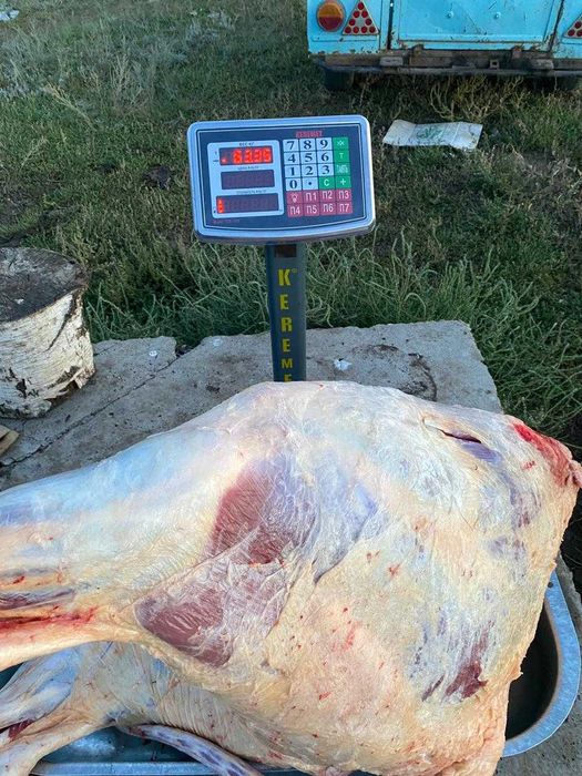 мясо говядины порода АкБас