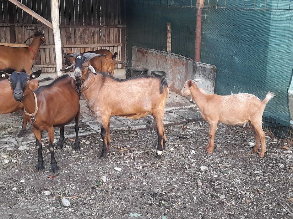 Vând țap metiș anglonubian.alpin.
