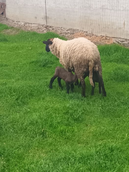 Oaie suffolk de vânzare