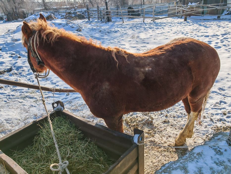 Лошадь жеребец 5 лет