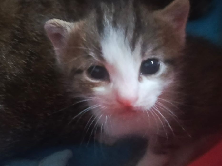 Отдаю котят в добрые руки