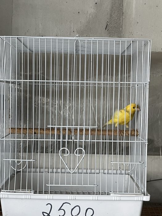 Канарейки самцы самки