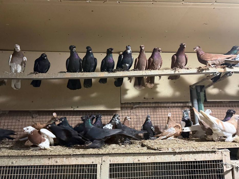 Kaptarla sotiladi kabutar, голубь голуби kaptar