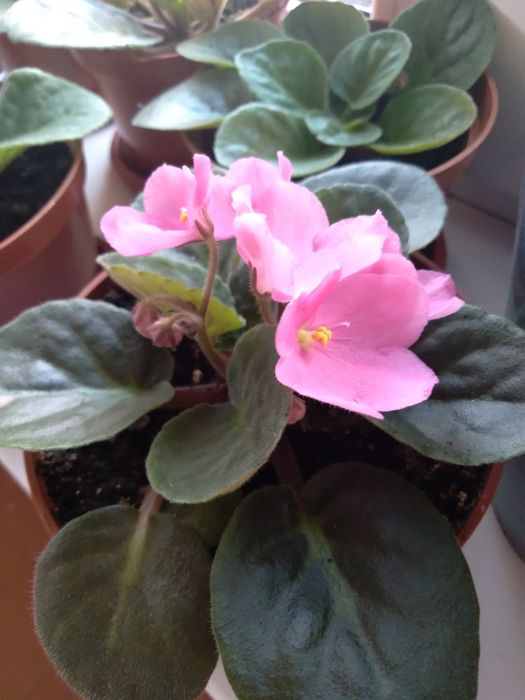 Цветущие Фиалки , молодые ростки.