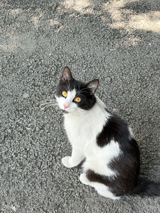 Отдам кота взрослого