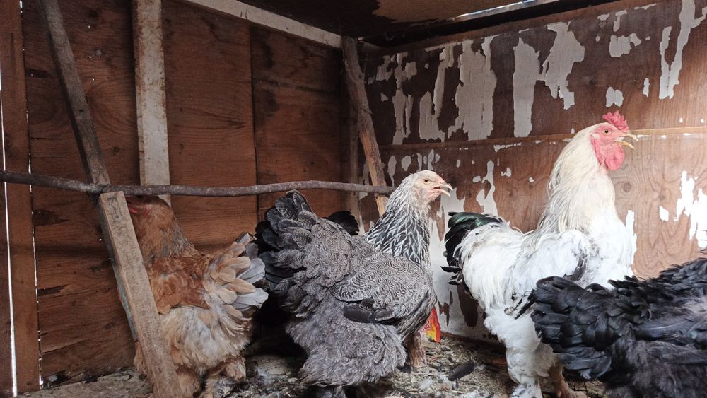 Tovuqla sotiladi narxirini telda gaplawamiz