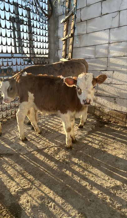 Vand 12 tauras  de rasa buna