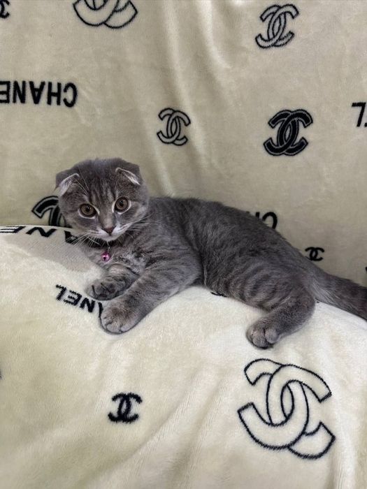 Scotish fold скотиш фолд