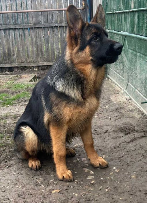 Pui Ciobanesc German Cu Pedigree