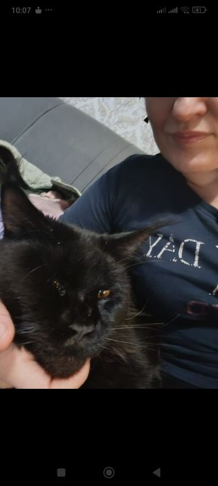 Котенок мейкун мальчик - черный